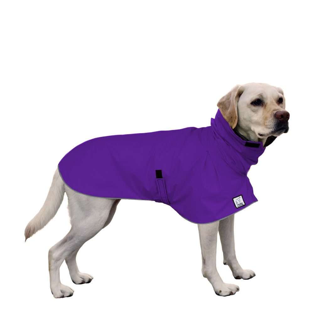 Labrador Retriever Raincoat in Violet