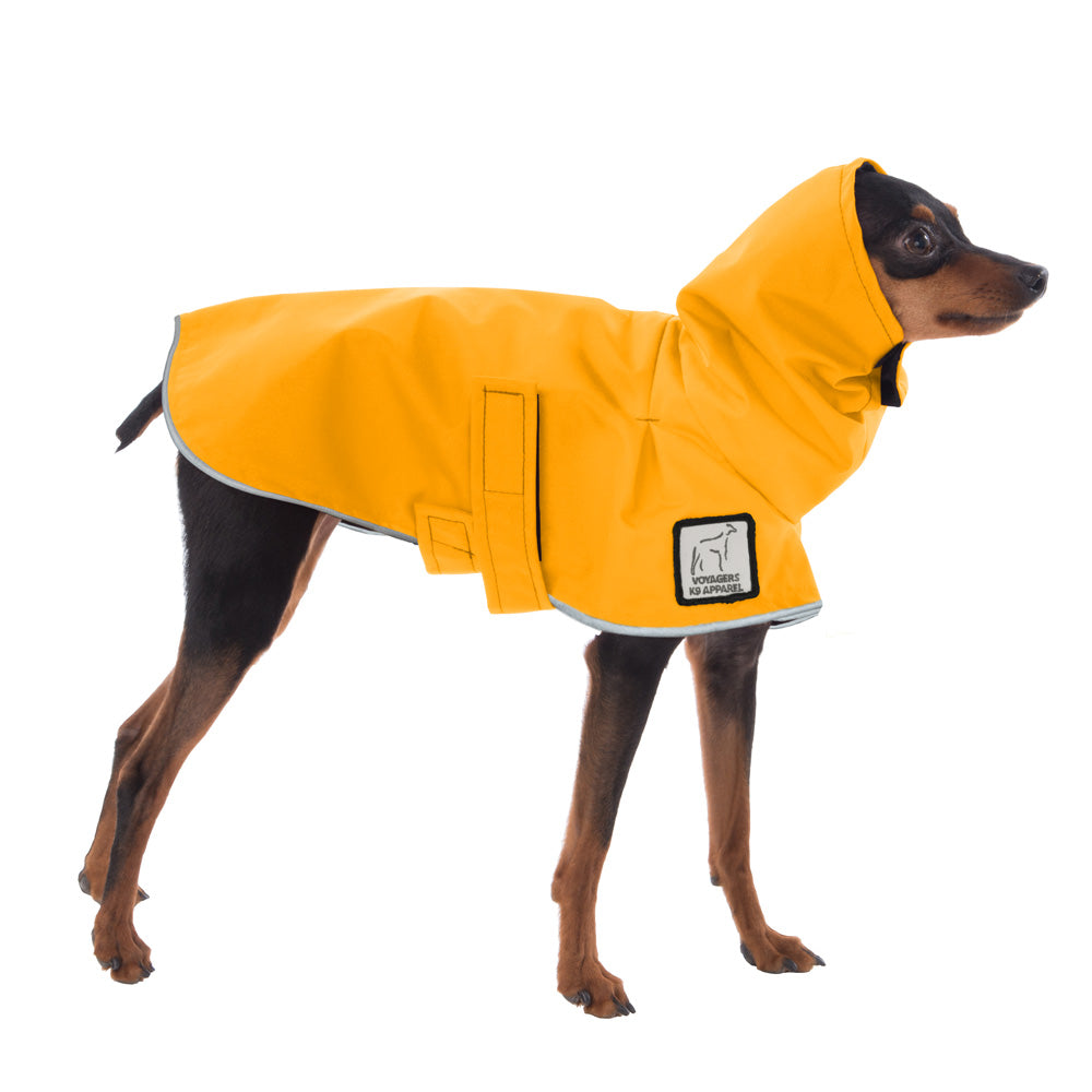 Miniature Pinscher Raincoat in Yellow