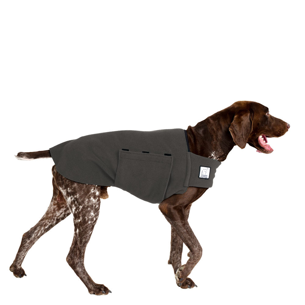 German Shorthaired Pointer Tummy Warmer in Nightfall