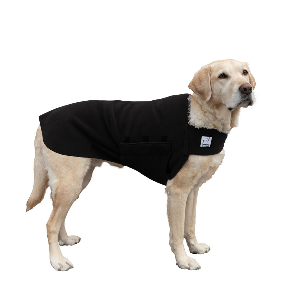 Labrador Retriever Tummy Warmer in Black