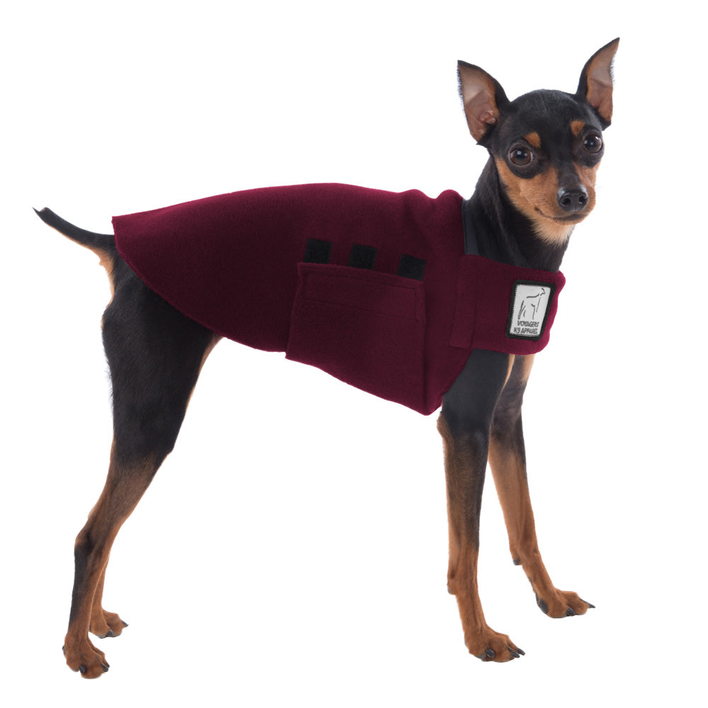 Miniature Pinscher Tummy Warmer in Burgundy
