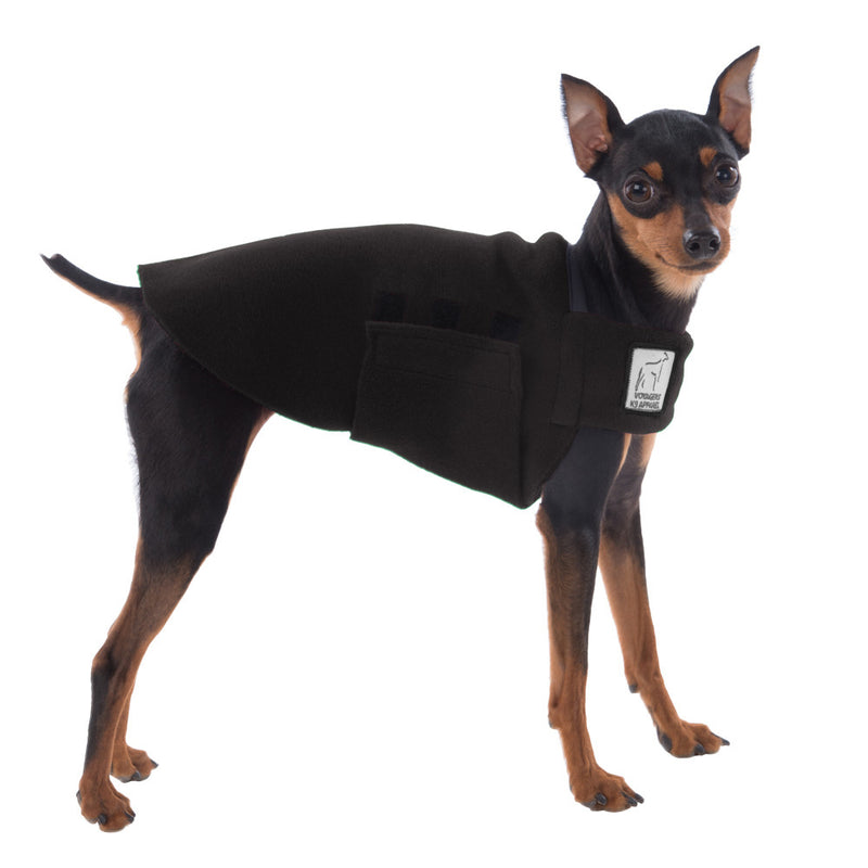 Miniature Pinscher Tummy Warmer in Black