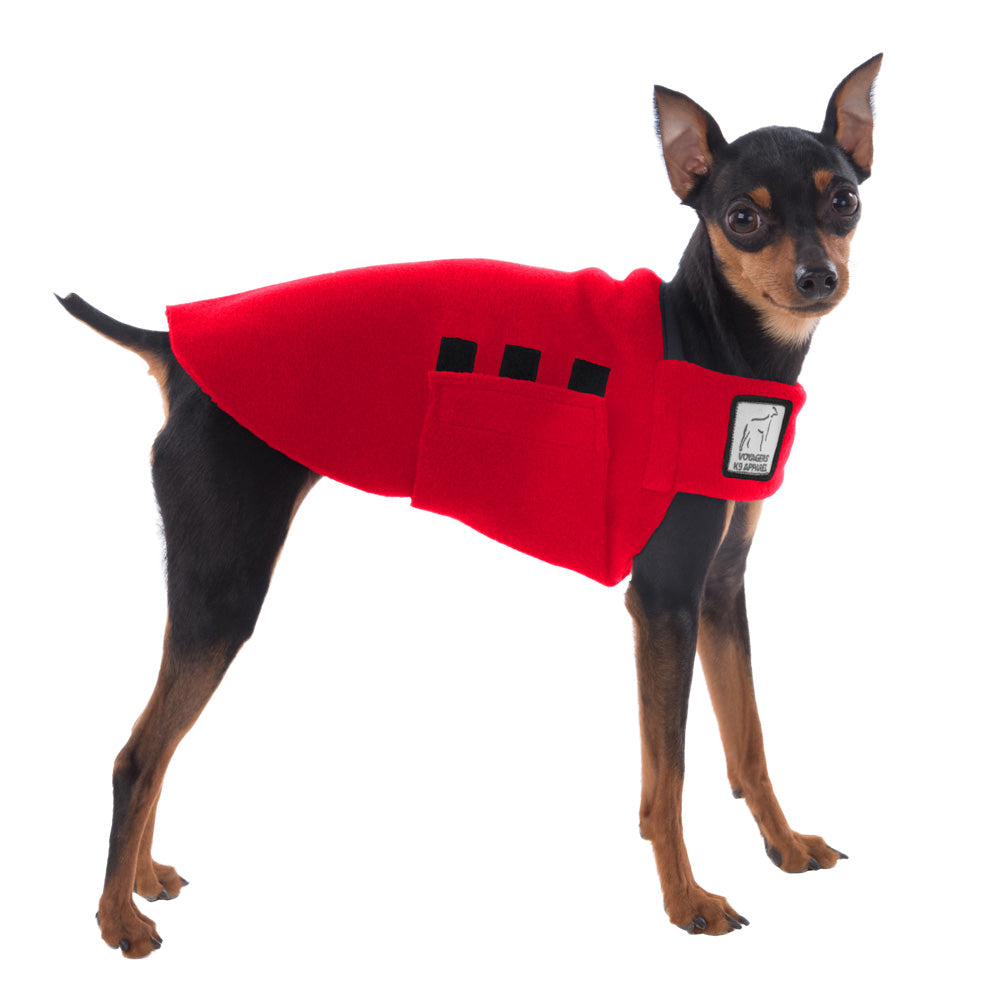 Miniature Pinscher Tummy Warmer in Red