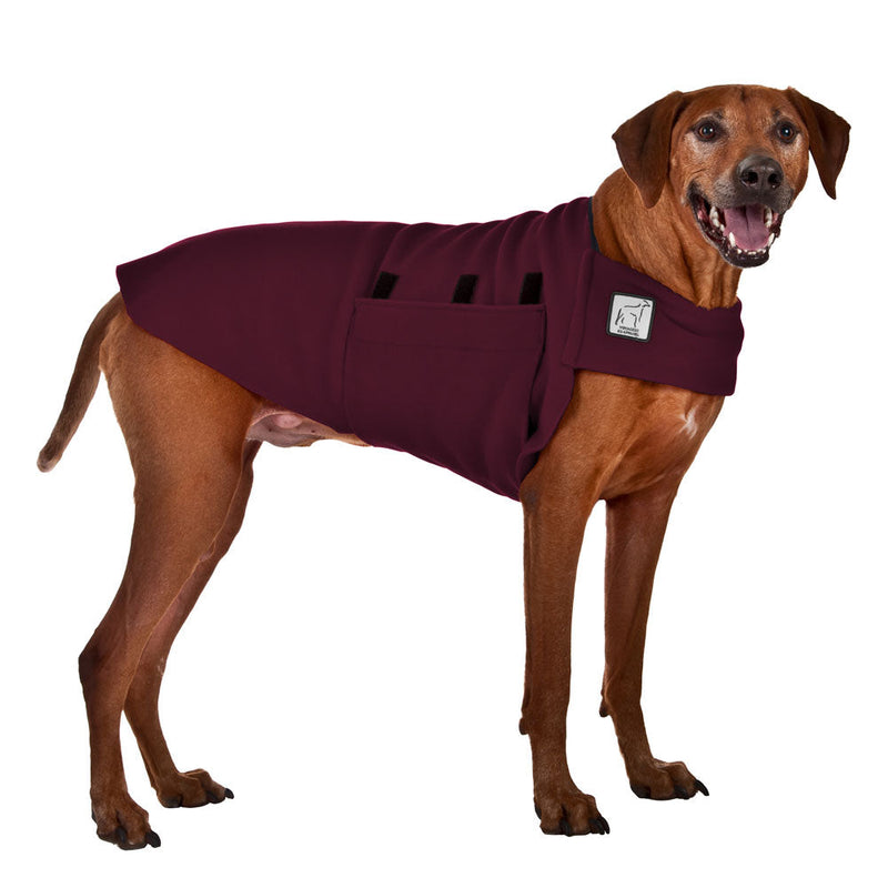 Rhodesian Ridgeback Tummy Warmer in Burgundy