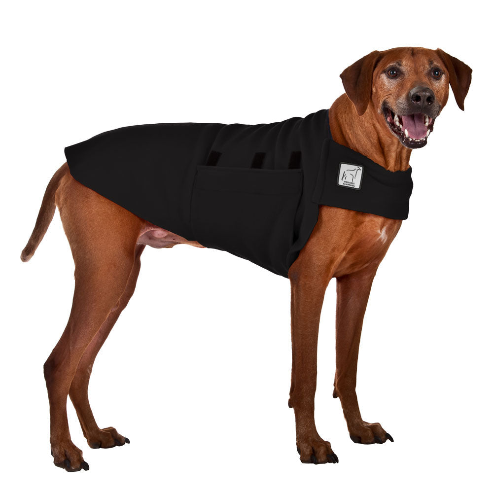 Rhodesian Ridgeback Tummy Warmer in Black