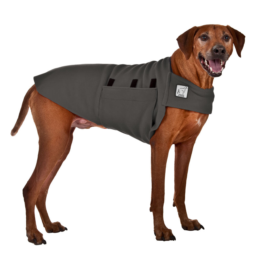 Rhodesian Ridgeback Tummy Warmer in Nightfall