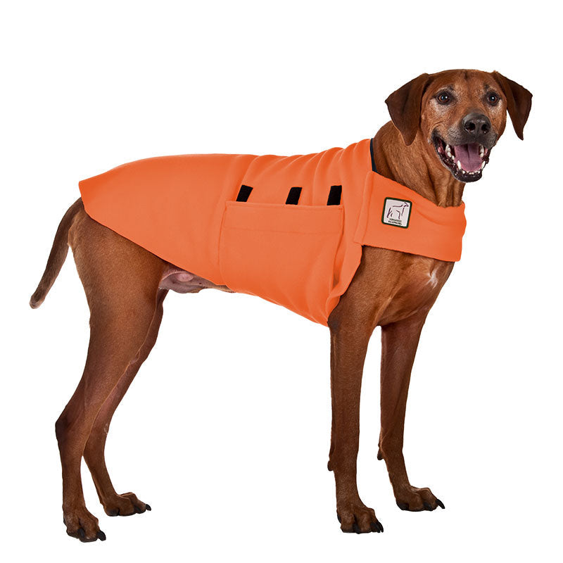 Rhodesian Ridgeback Tummy Warmer in Orange