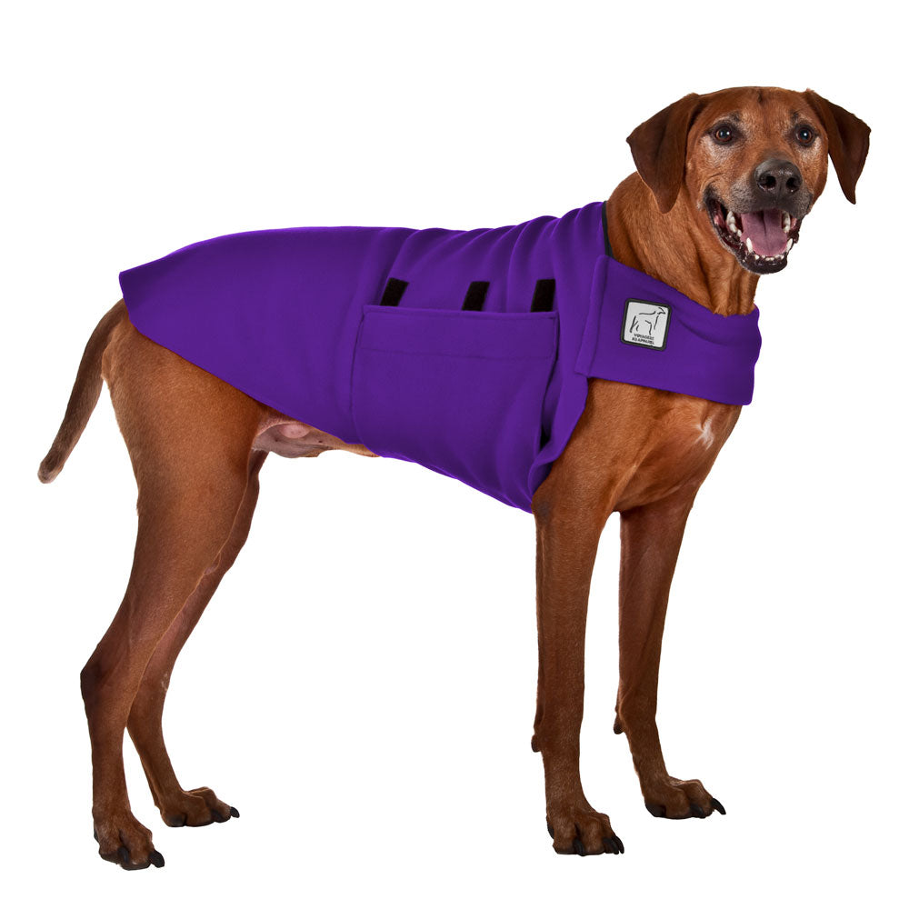 Rhodesian Ridgeback Tummy Warmer in Purple
