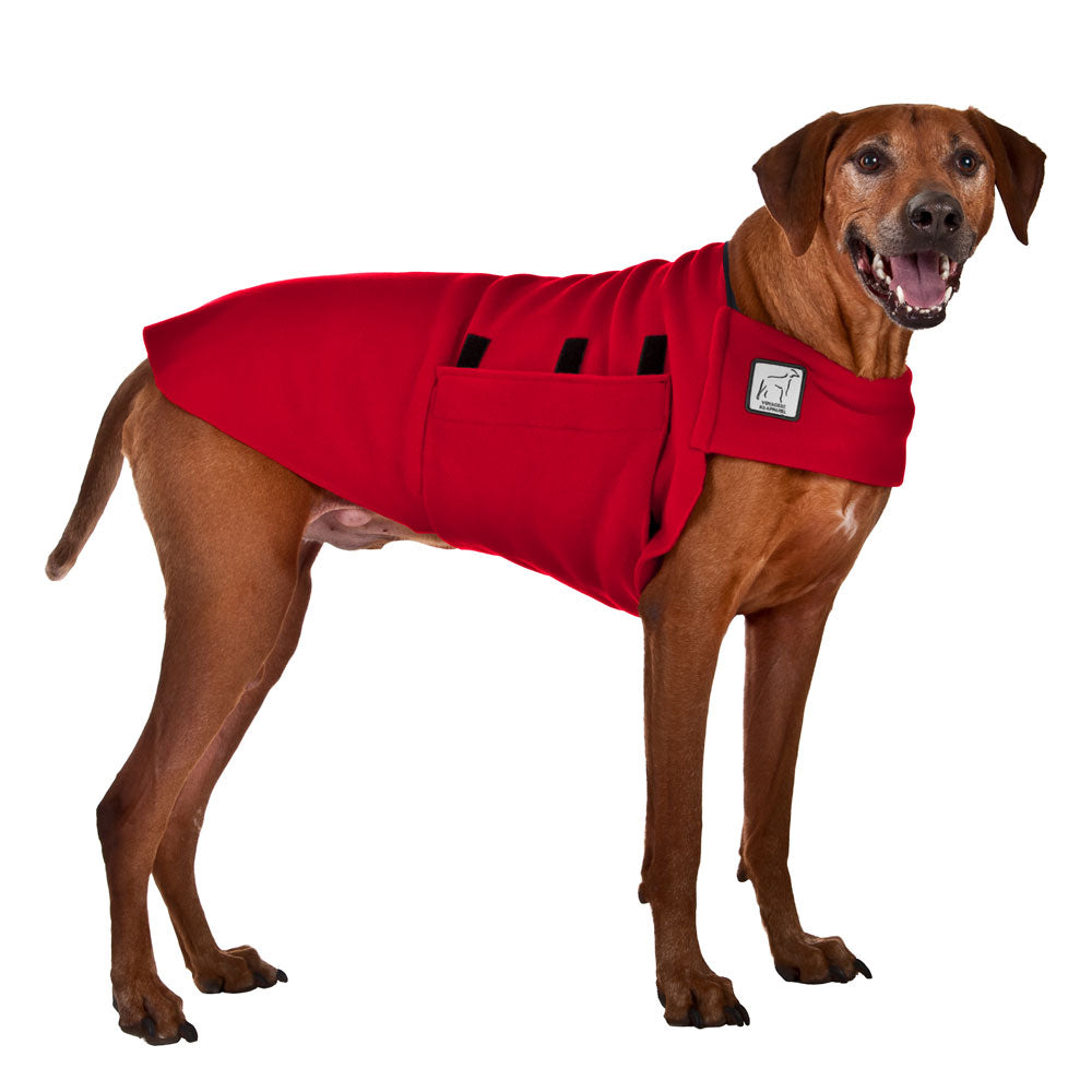 Rhodesian Ridgeback Tummy Warmer in Red